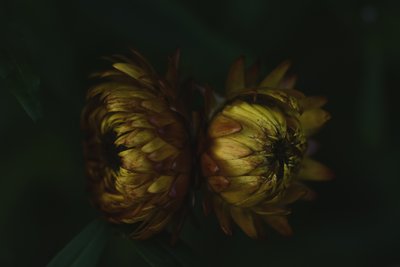Golden Flower Buds by Vedrana Domazet