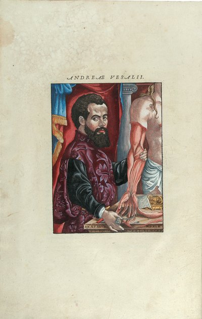 Portrait of Andreas Vesalius from 