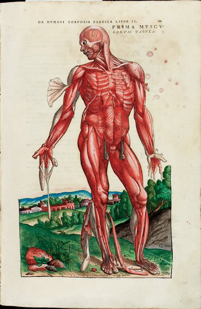 Prima Musculorum Tabula, illustration from "De Humani Corporis Fabrica Libri Septem" by Andreas Vesalius by Venetian School