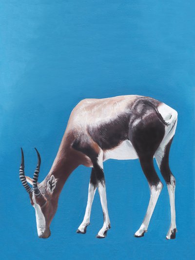 African Blesbok Grazing by Viccy Wanliss