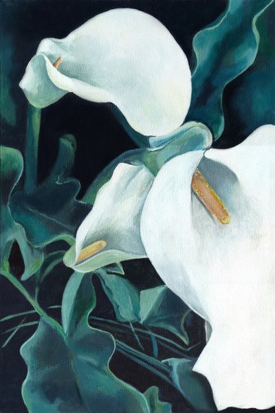 Elegant White Calla Lilies by Viccy Wanliss
