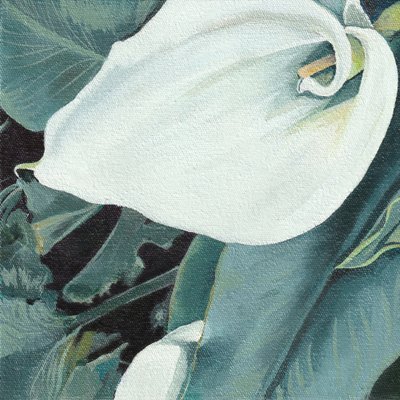 Elegant White Calla Lily by Viccy Wanliss