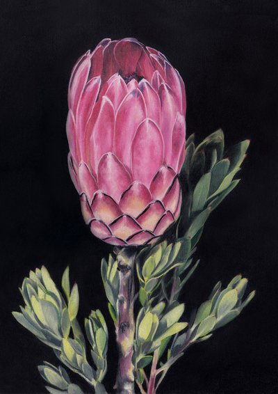 Exotic Pink Protea by Viccy Wanliss