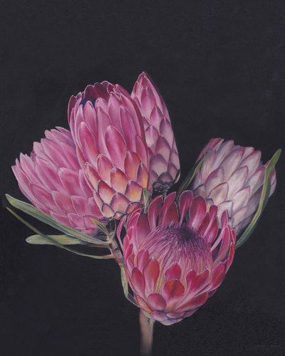 Exotic Pink Proteas by Viccy Wanliss