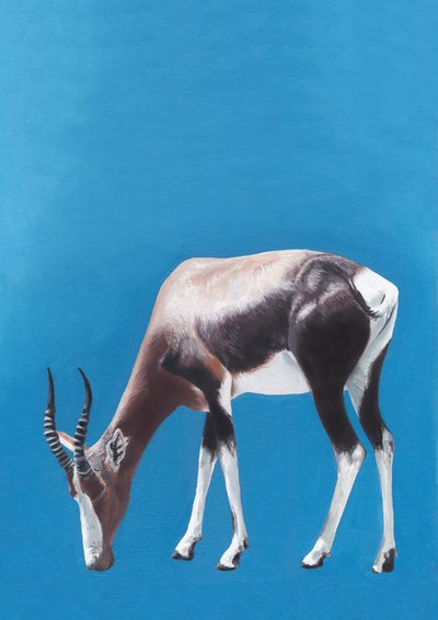 Grazing Blesbok Antelope by Viccy Wanliss