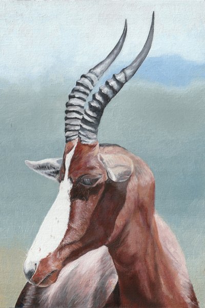 Majestic Blesbok Antelope by Viccy Wanliss