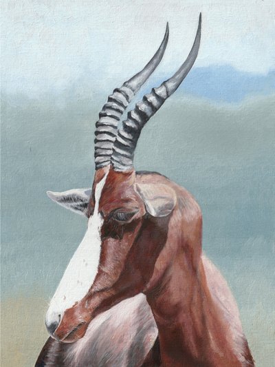 Serene Blesbok Portrait by Viccy Wanliss