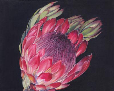 Vibrant Protea Bloom by Viccy Wanliss