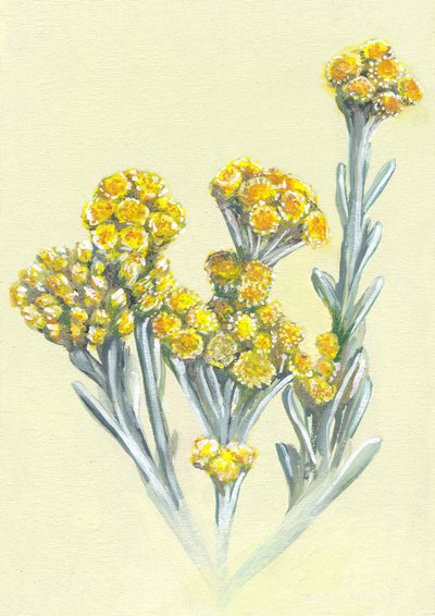 Yellow Immortelle Blooms by Viccy Wanliss
