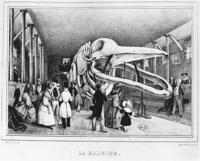 The Whale at the Museum of Natural History in Paris by Victor Adam