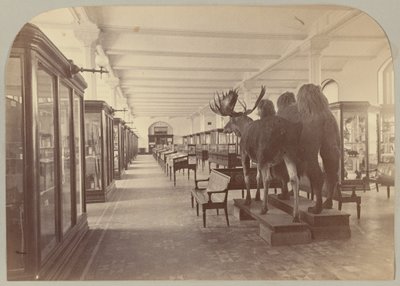 Lower Story: Mammals by Victor Prevost, Gaston L. Feuardent and Co., New York