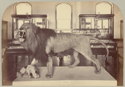 Plate IX. African Lion by Victor Prevost, Gaston L. Feuardent and Co., New York