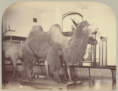 Pl. VIII. Camel and Moose by Victor Prevost, Gaston L. Feuardent and Co., New York