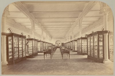 Upper Story: Fossils (Pl. V) by Victor Prevost, Gaston L. Feuardent and Co., New York