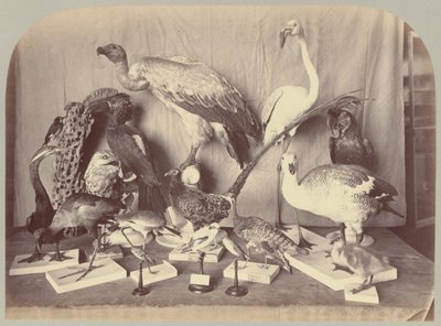 Pl. XIII. Birds by Victor Prevost, Gaston L. Feuardent and Co., New York