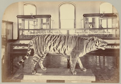 Pl. XI. Bengal Tiger by Victor Prevost, Gaston L. Feuardent and Co., New York