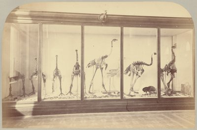 Fossil Birds: New Zealand (Plate XV) by Victor Prevost, Gaston L. Feuardent and Co., New York
