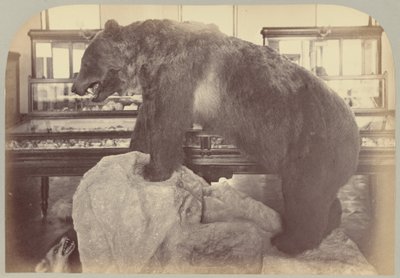Plate X. Grizzly Bear by Victor Prevost, Gaston L. Feuardent and Co., New York