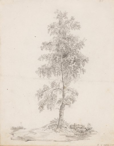 Birch by Victoria Åberg