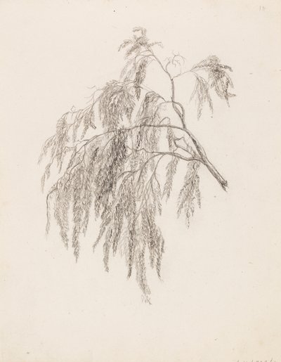 Branch by Victoria Åberg