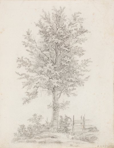 Broad-leaved Tree by Victoria Åberg