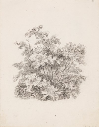 Shrubs by Victoria Åberg