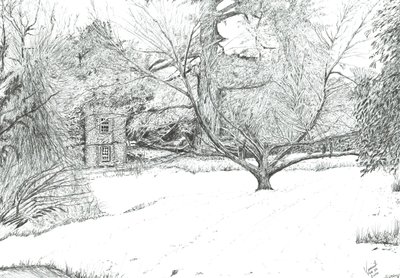 The Handkerchief Tree at Monk Coniston Gardens, 2024 by Vincent Alexander Booth