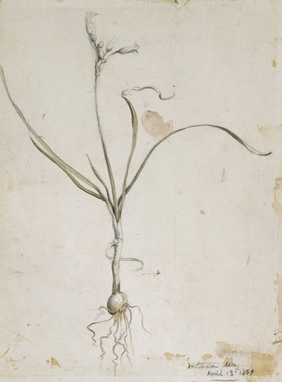 Flower and Bulb, Wichita Mts. April 13, 1869, 1869 by Vincent Colyer