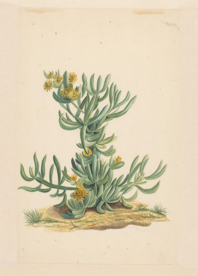 Ice Plant by Vincent Jansz. van der Vinne (attributed to)