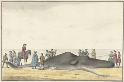 Stranded Sperm Whale on the Beach between Zandvoort and Wijk aan Zee, February 20, 1762, Seen from the Front by Vincent Jansz. van der Vinne
