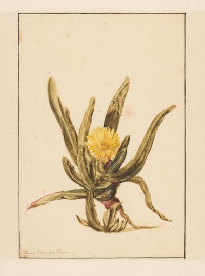 Ice Plant with Yellow Flowers by Vincent Jansz. van der Vinne