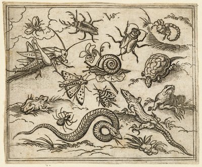 Group of insects and reptiles on plain ground with rocks, including an iguana, a lizard, 1557 by Virgil Solis