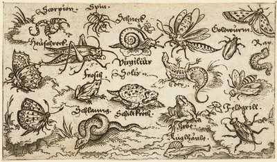 Insects, reptiles, snails, and fish on minimal ground with water in foreground by Virgil Solis