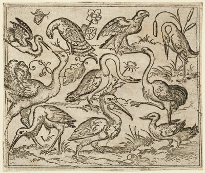 Ostrich on Left Side with Nine Other Birds, Including a Heron and a Pelican, 1557 by Virgil Solis