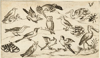 Twelve Types of Birds, Including an Owl and Pelican, Individually Labelled and Positioned by Virgil Solis