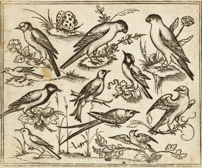 Eleven Birds Sitting on Patches of Flowering Foliage and Small Branches on a Minimal Ground with a Butterfly, from Douce Ornament Prints Album I by Virgilius the elder (after) Solis
