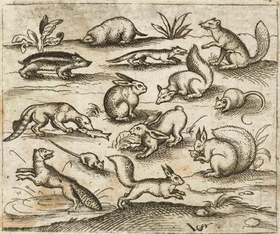 Group of Small Woodland Creatures Eating and Running Around a Pond, Including Mice, Rabbit, Squirrel, Raccoon, Woodchuck, Ferret, Marten, and Badger, from Douce Ornament Prints Album I by Virgilius the elder (after) Solis