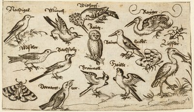 Twelve Types of Birds, Including an Owl and Pelican, Surrounded by a Moth, Butterfly, and Ladybug, from Douce Ornament Prints Album I by Virgilius the elder (after) Solis