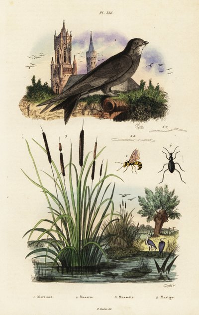 Alpine swift, bulrush, beetle and wasp by Vittore Pedretti