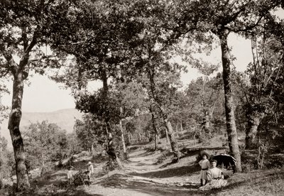 Walk through the forest by Vittorio Alinari