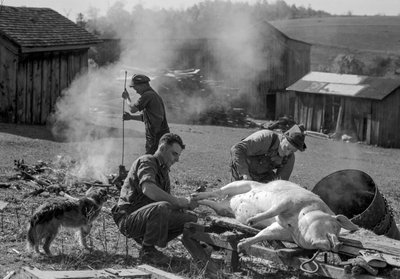 Men prepare a slaughtered pig to be roasted on a farm barnyard, West Virginia by Volkmar Wentzel