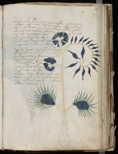 This Page of the Voynich Manuscript Might Possibly Show One of the Oldest Illustrations of a Drosera by Voynich manuscript