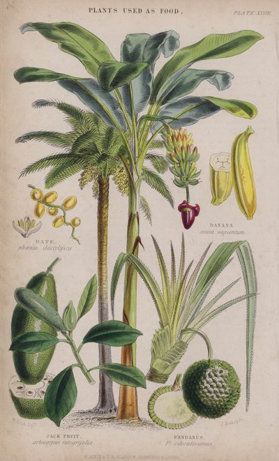 Date; Banana; Jack Fruit; Pandanus by W. Fitch