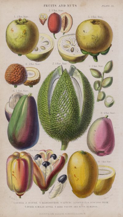 Guava; Jujube; Mangosteen; Litchi; Pistacia; Avocado Pear; Durio; Malay Apple; Akee Fruits and Nuts; Mango by W. Fitch