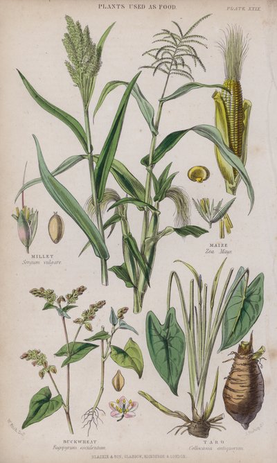 Millet; Maize; Buckwheat; Taro by W. Fitch