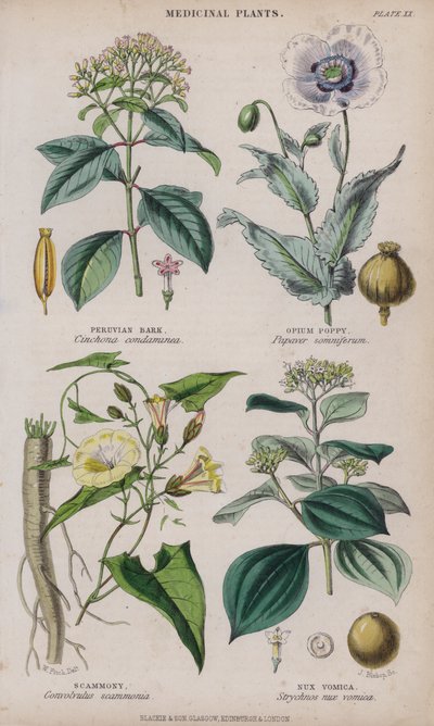 Peruvian Bark; Opium Poppy; Scammony; Nux Vomica by W. Fitch