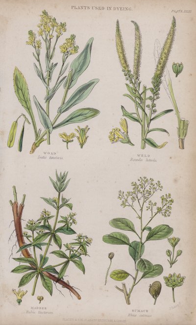 Woad; Weld; Madder; Sumach by W. Fitch