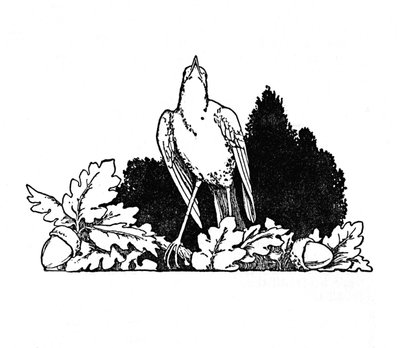 Among the Branches Dwelt a Nightingale by William Heath Robinson