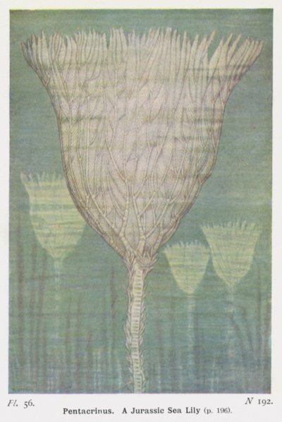 Pentacrinus, A Jurassic Sea Lily by W. J. Stokoe