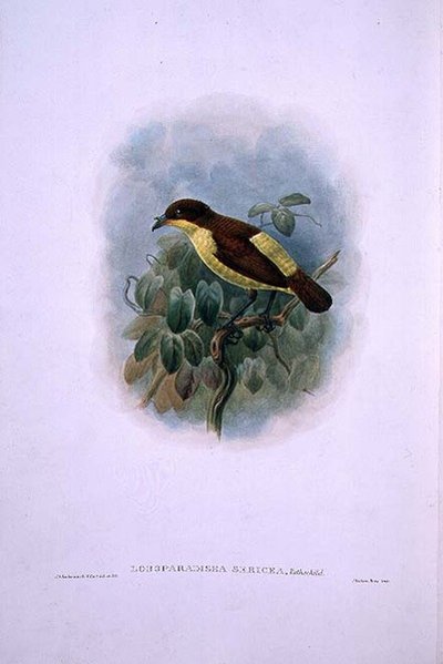 Loboparadisea Serica, Waterbilled Bird of Paradise by W. and Keulemans J.G. Hart